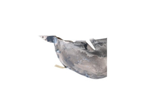 Pare boue arriere droit RENAULT MEGANE 3 Photo n°4