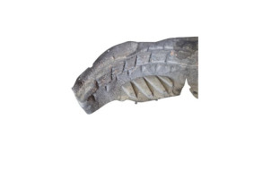 Pare boue arriere gauche RENAULT SCENIC 3 Photo n°2