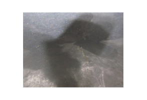 Porte avant droit AUDI A3 2 Photo n°3