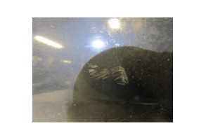 Retroviseur droit HYUNDAI I 30 1 Photo n°1