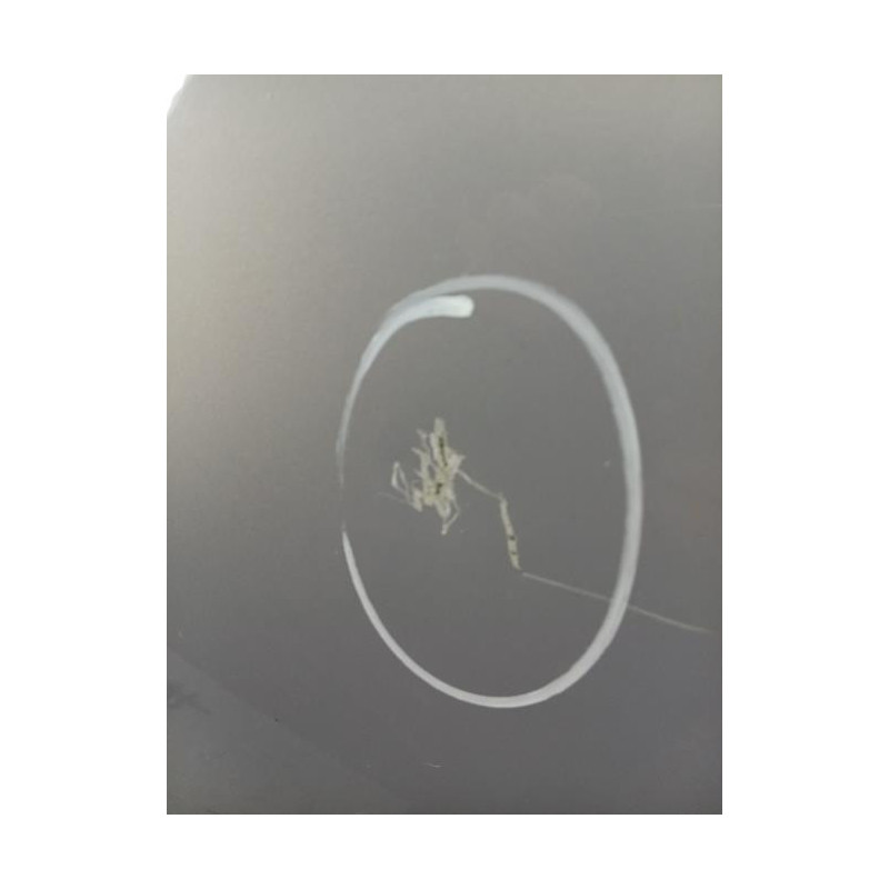 Capot FORD GRAND C-MAX 2 Photo n°1