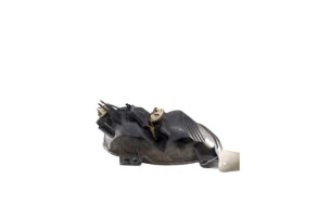 Feu de pare choc arriere gauche CITROEN C4 PICASSO 2 Photo n°6