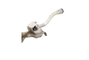 Vase de lave glace PEUGEOT 5008 1 Photo n°1