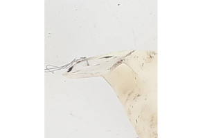 Vase de lave glace PEUGEOT 3008 1 Photo n°9