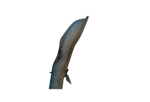 Renfort pare choc avant (traverse) DACIA SANDERO 2 Photo n°1