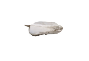 Vase de lave glace NISSAN QASHQAI 1 Photo n°3