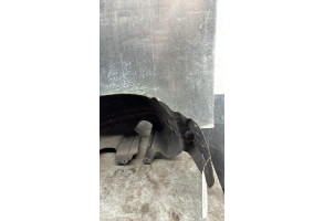 Pare boue arriere gauche FORD FIESTA 6 Photo n°2
