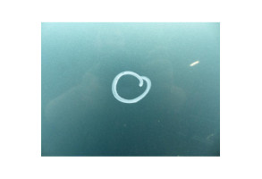 Capot NISSAN X-TRAIL 1 Photo n°2
