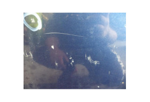Porte avant droit KIA CERATO Photo n°5