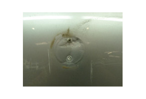Capot MERCEDES CLASSE M 163 Photo n°6