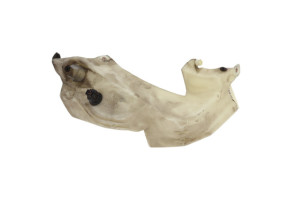 Vase de lave glace AUDI A4 2 Photo n°5