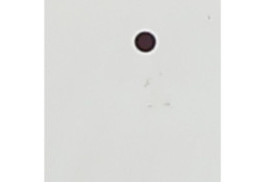 Porte arriere droit FIAT PANDA 3 Photo n°6