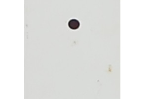 Porte arriere droit FIAT PANDA 3 Photo n°7